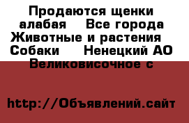 Продаются щенки алабая  - Все города Животные и растения » Собаки   . Ненецкий АО,Великовисочное с.